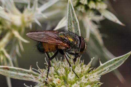 Rhyncomya sp.